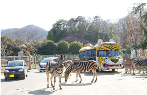 群馬サファリ様事例バスとシマウマ